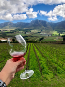 Happy Birthday to South African Wine!