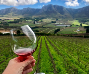 Happy Birthday to South African Wine!