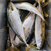 Fishing Charter - Awesome Charters - Xplorioâ„¢ L'Agulhas