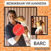 Up for Adoption:Â Lizzy