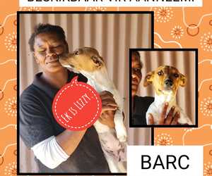 Up for Adoption:Â Lizzy