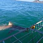Shark Trip - White Shark Projects - Xplorioâ„¢ Gansbaai