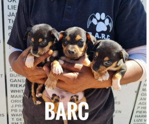 Puppies up for Adoption