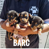 Puppies at BARC Animal Welfare - Gansbaai - Xplorioâ„¢ Gansbaai