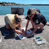 Shark Tagging - White Shark Projects - Xplorioâ„¢ Gansbaai 