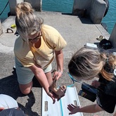 Shark Releasing - White Shark Projects - Xplorioâ„¢ Gansbaai 