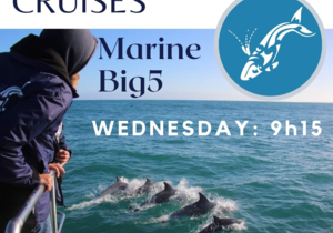 Dyer Island Cruises Whale & Marine Trip for Wednesday 1 February 2023