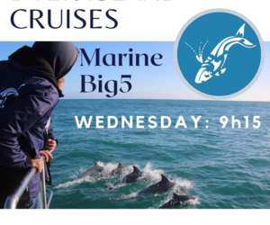 Dyer Island Cruises Whale & Marine Trip for Wednesday 1 February 2023