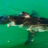  Graceful Great White