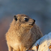  Dashing Dassie