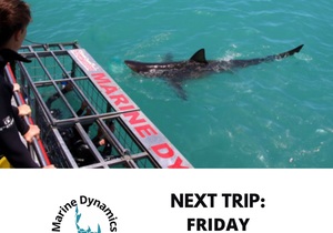Next Marine Dynamics Shark Cage Diving Trip: 03 February 2023
