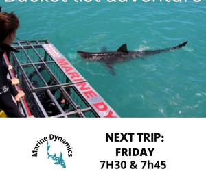 Next Marine Dynamics Shark Cage Diving Trip: 03 February 2023