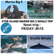 Next Dyer Island Marine Big 5 Tour: 03 February 2023
