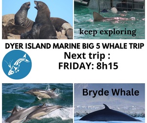 Next Dyer Island Marine Big 5 Tour: 03 February 2023