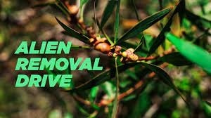 Alien Vegetation Hacks / Removal