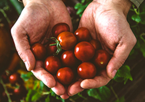 Keep Fruits and Vegetables Fresh Longer