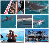 Daily Blog: 01 February 2023 | Shark Cage Diving in South Africa