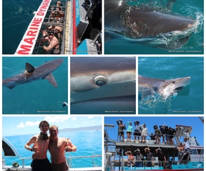 Daily Blog: 01 February 2023 | Shark Cage Diving in South Africa