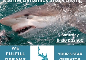 Next Marine Dynamics Shark Cage Diving Trip: 04 February 2023