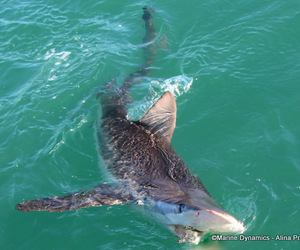 Next Marine Dynamics Shark Cage Diving Trip: 07 February 2023