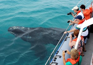 Next Dyer Island Marine Big 5 Tour: 07 February 2023