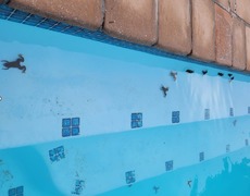 Onrus Vermont Platannas Back