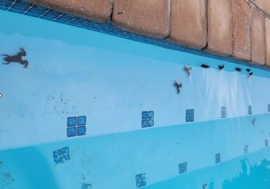 Onrus Vermont Platannas Back