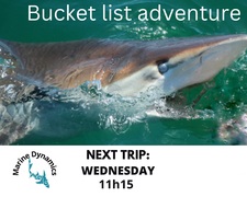 Next Marine Dynamics Shark Cage Diving Trip: 08 February 2023