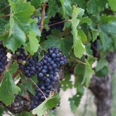 Wine Tours - Gansbaai Wine Tours - Xplorioâ„¢ Gansbaai