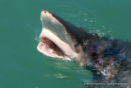 Next Marine Dynamics Shark Cage Diving Trip: 11 February 2023