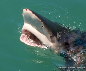 Next Marine Dynamics Shark Cage Diving Trip: 11 February 2023