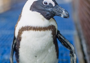 Next Dyer Island Marine Big 5 Tour: 11 February 2023