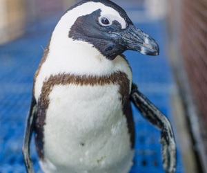 Next Dyer Island Marine Big 5 Tour: 11 February 2023