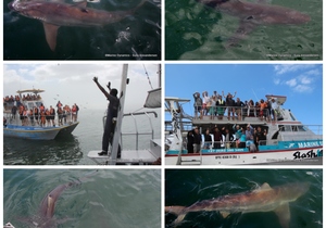 Daily Blog: 13 February 2023 | Shark Cage Diving in South Africa