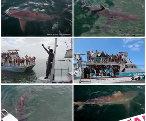 Daily Blog: 13 February 2023 | Shark Cage Diving in South Africa