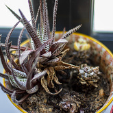 Wellness Coach - Sue Leppan Transformation Coach - Xplorioâ„¢ Hermanus