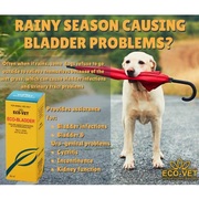 Eco-Bladder: Bladder ProblemsÂ (Animals)