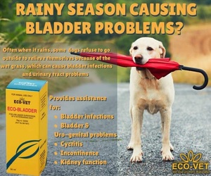 Eco-Bladder: Bladder ProblemsÂ (Animals)