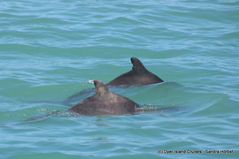 Next Dyer Island Marine Big 5 Tour: 19 February 2023