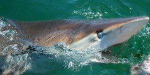 WhatsApp_Image_2023_02_17_at_13.27.35_3__1676637045