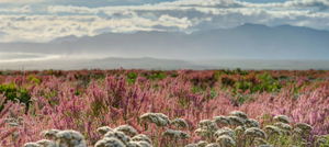 A Pink Winter Wonderland in Fynbos During May:Â Erica Irregularis