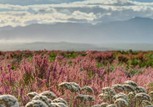 A Pink Winter Wonderland in Fynbos During May:Â Erica Irregularis