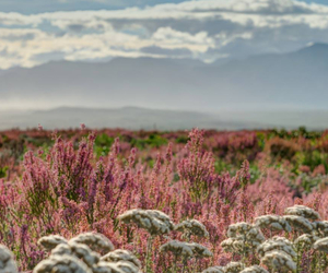 A Pink Winter Wonderland in Fynbos During May:Â Erica Irregularis