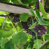 Garden - Foxy House - Xplorioâ„¢ Gansbaai