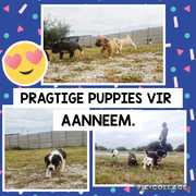 Puppies for Adoption