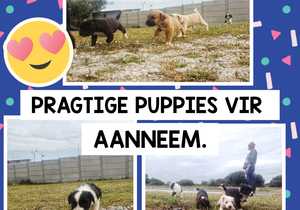 Puppies for Adoption