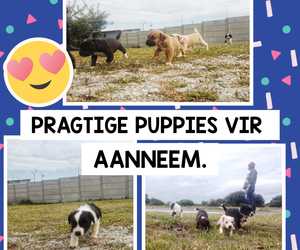 Puppies for Adoption