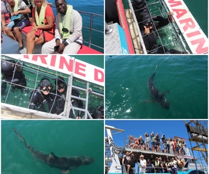 Daily Blog: 19 February 2023 | Shark Cage Diving in South Africa