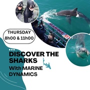 Next Marine Dynamics Shark Cage Diving Trip: 23 February 2023