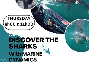 Next Marine Dynamics Shark Cage Diving Trip: 23 February 2023